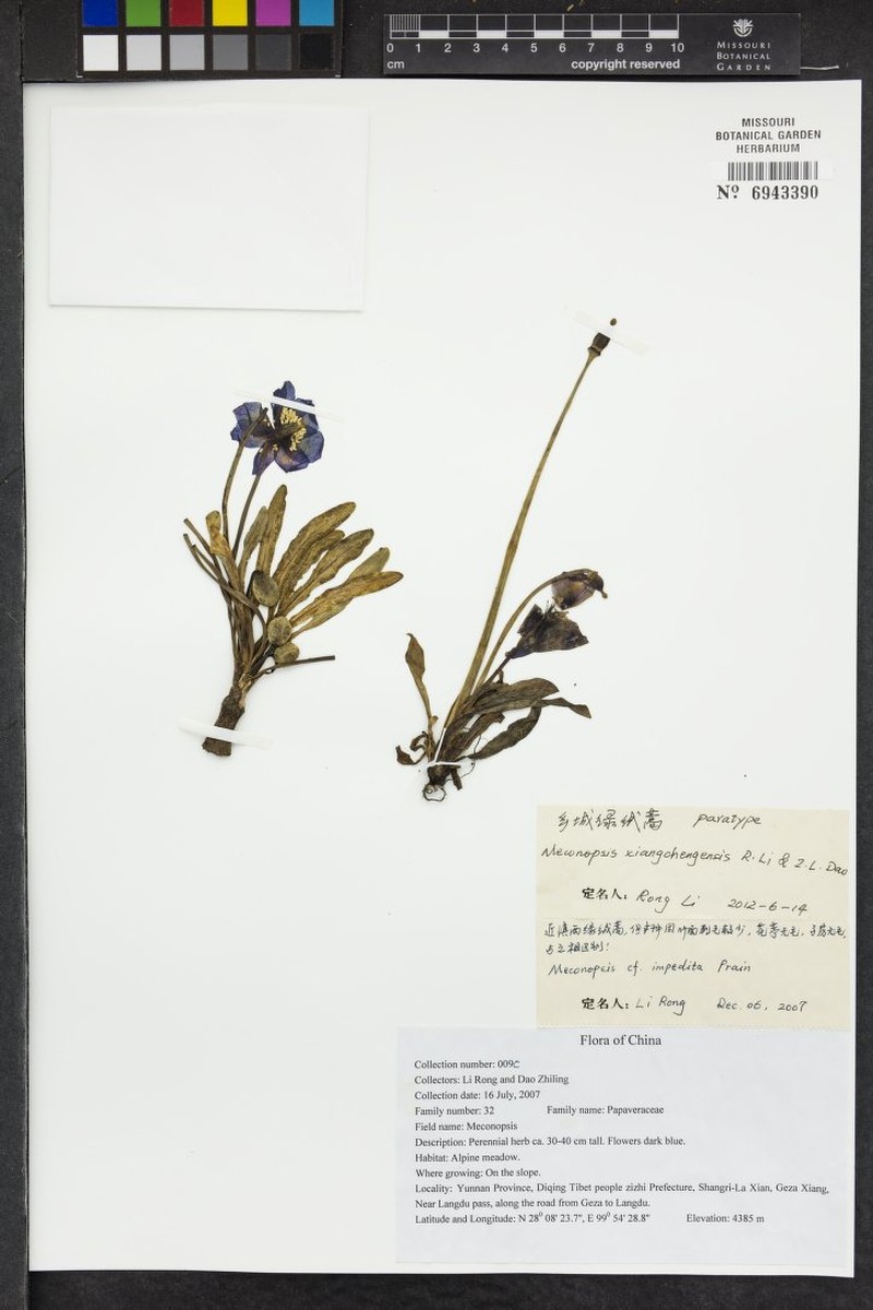 Meconopsis xiangchengensis