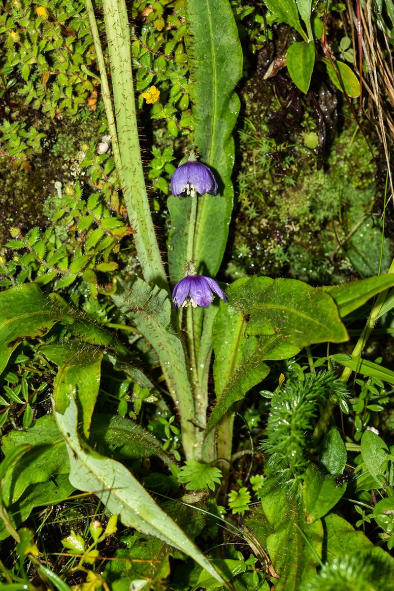 Meconopsis yaoshanensis