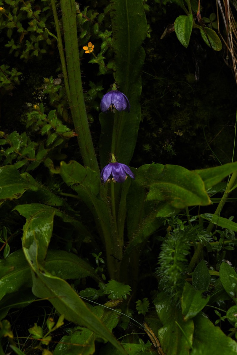 Meconopsis yaoshanensis photo 2