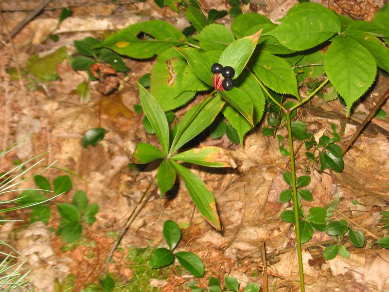 Indian Cucumber photo 5