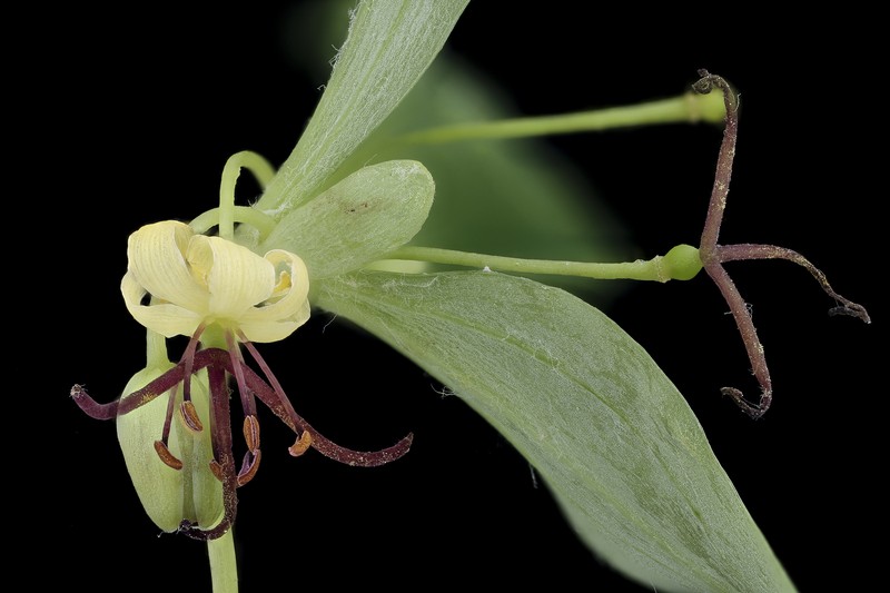 Indian Cucumber photo 7