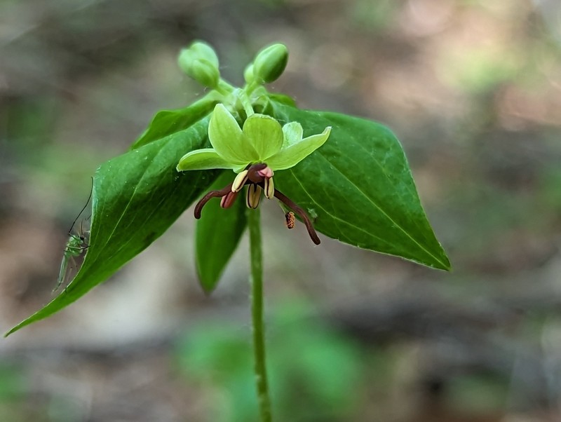 Indian Cucumber photo 5