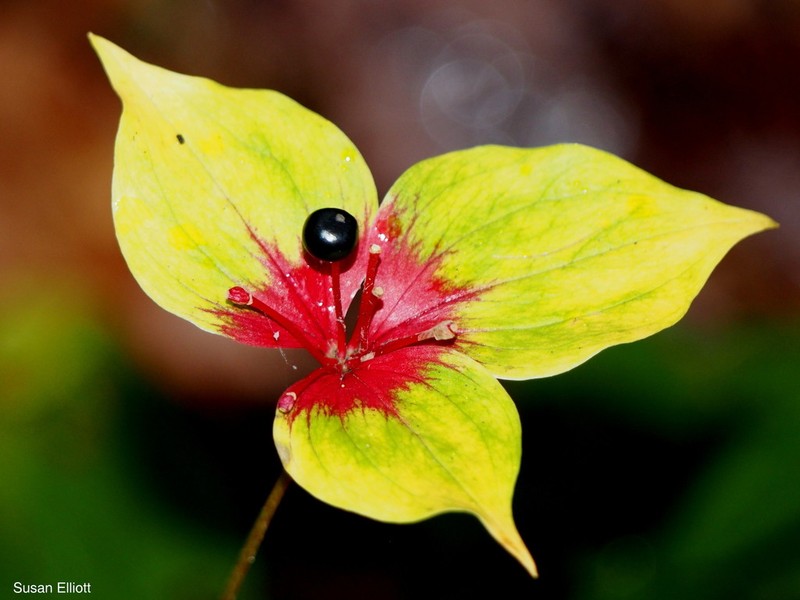 Indian Cucumber photo 6