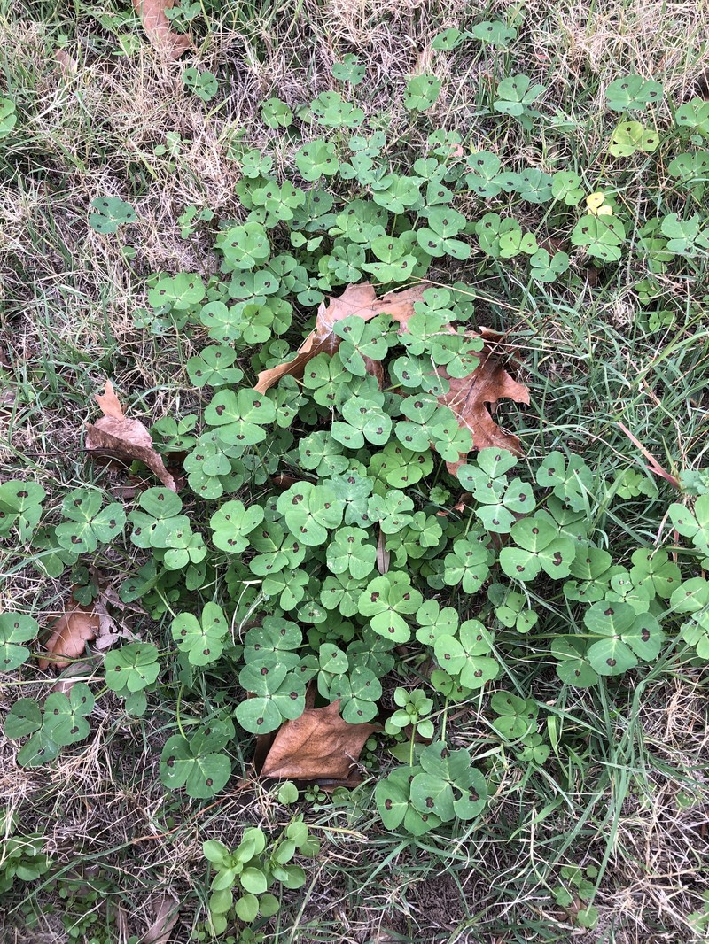 Spotted Medick photo 2