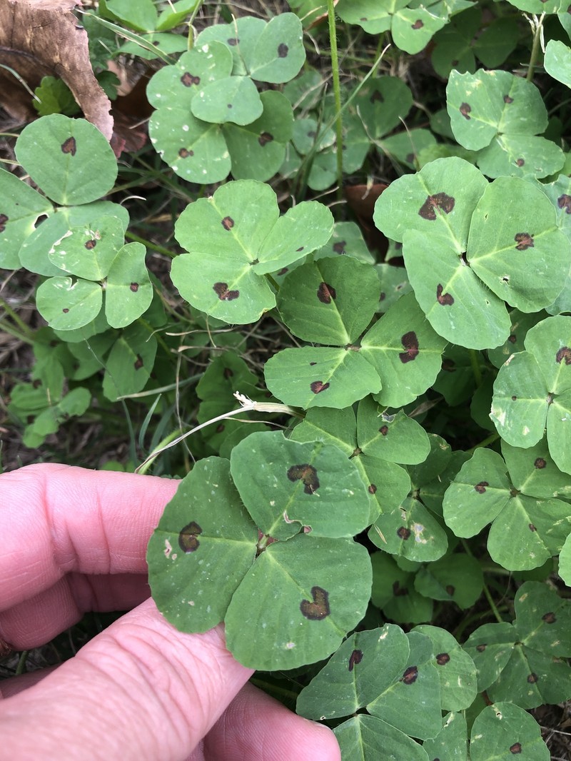 Spotted Medick photo 3