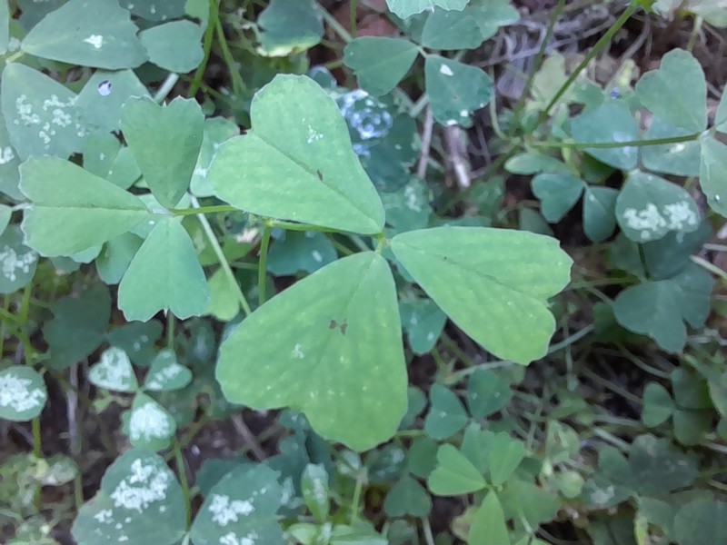 Spotted Medick photo 4