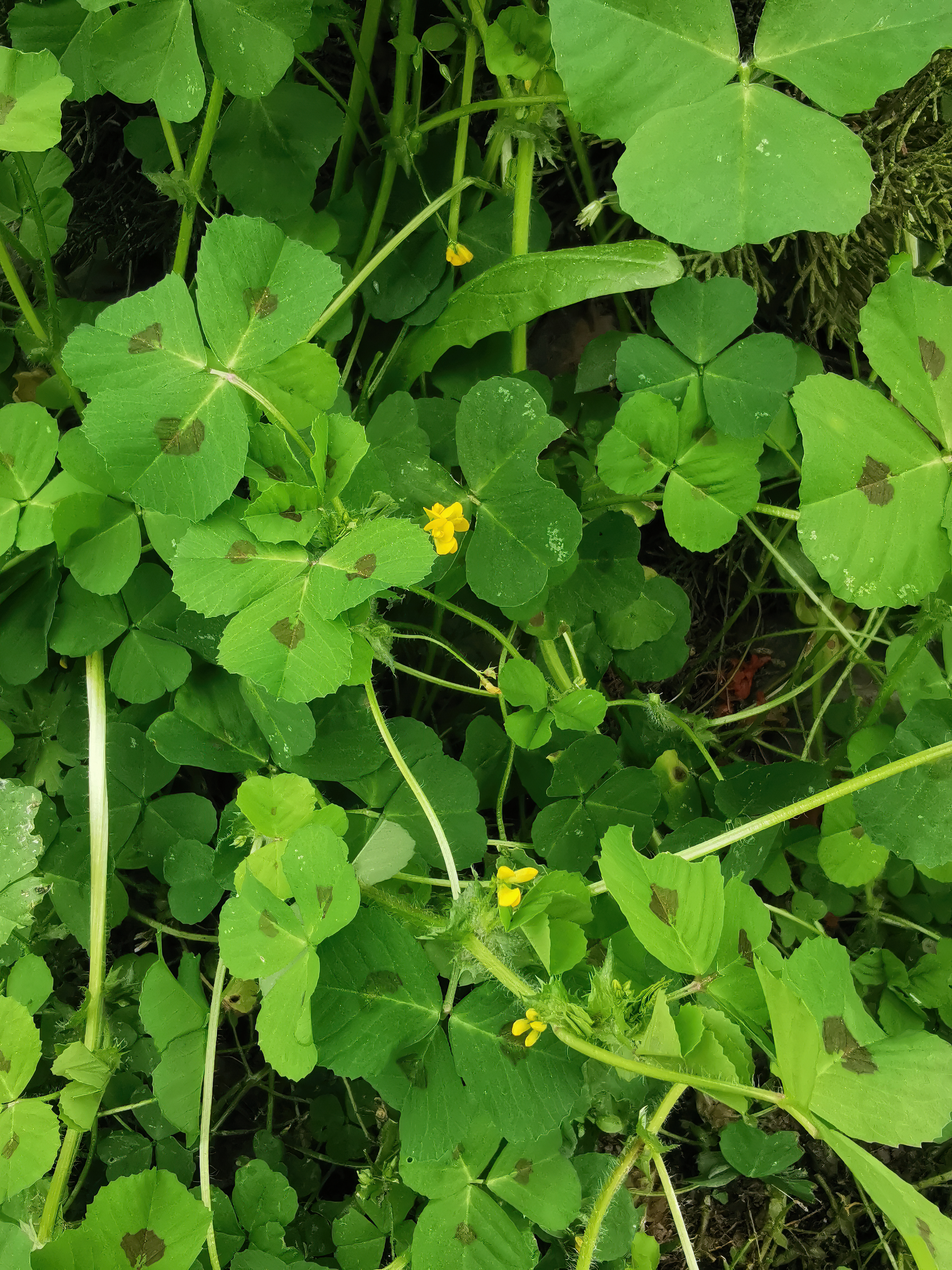 Spotted Medick photo 5
