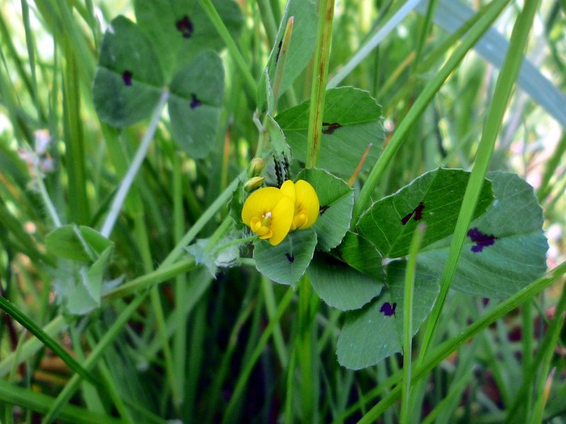 Spotted Medick photo 6