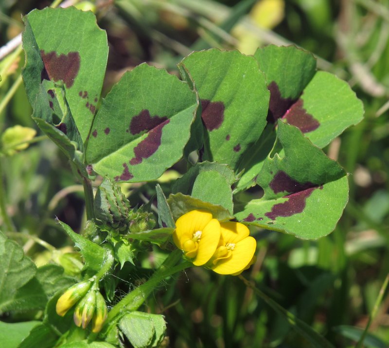 Spotted Medick photo 7