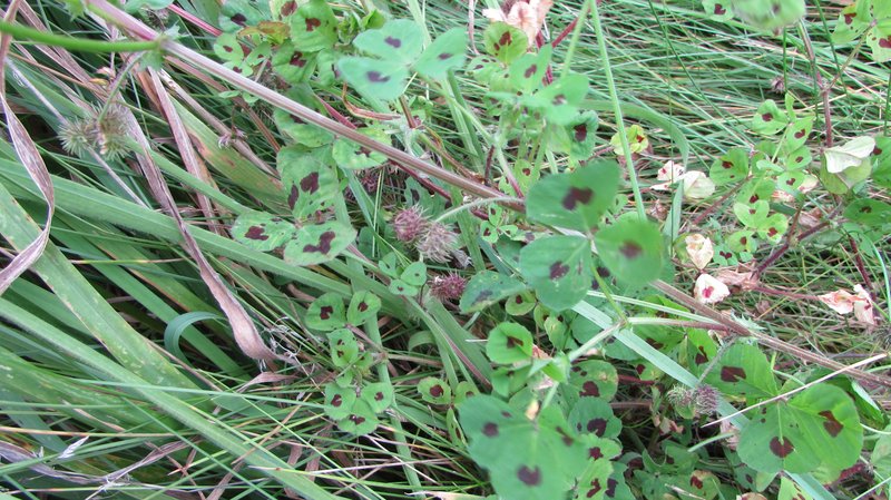Spotted Medick photo 8