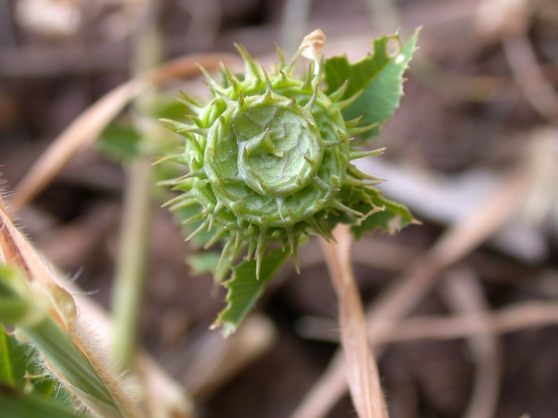 Medicago granadensis