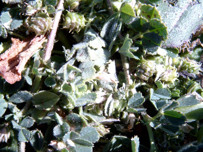 Water Medick photo 2