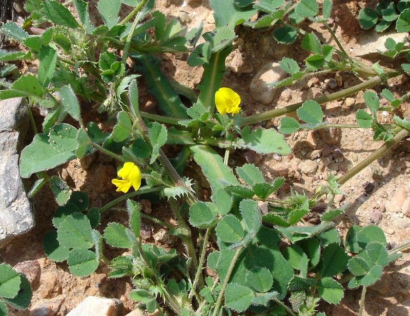 Water Medick photo 3