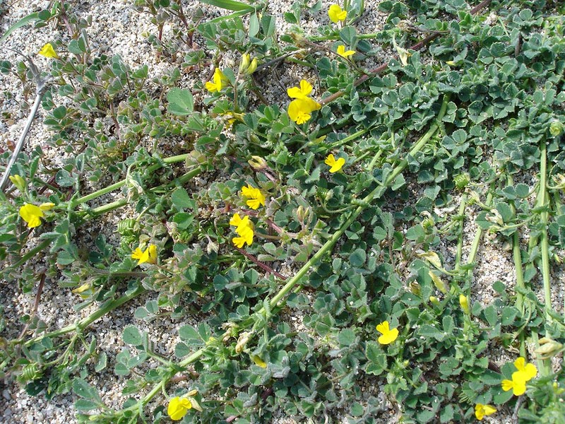 Water Medick