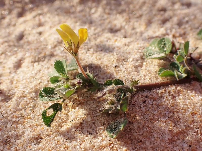 Water Medick photo 4
