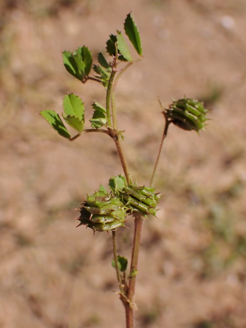 Water Medick photo 5