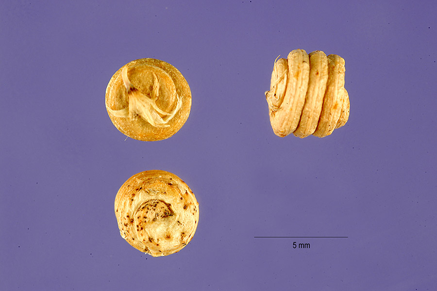Water Medick photo 6