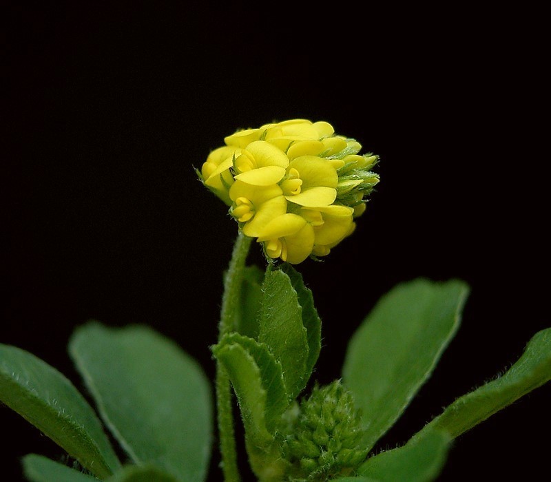 Black Medick photo 2