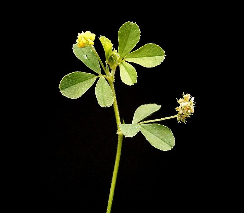 Black Medick photo 3