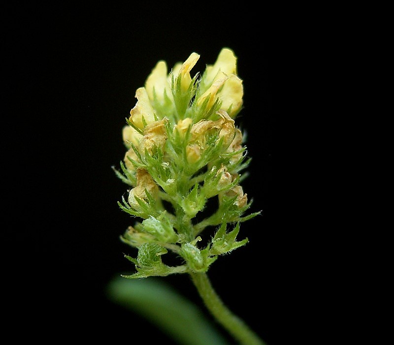 Black Medick photo 4