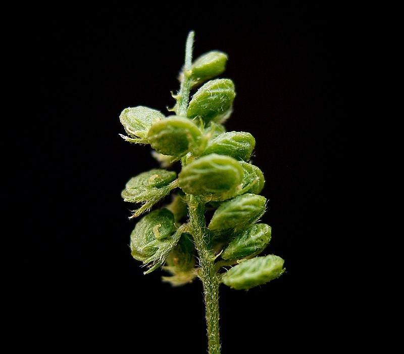 Black Medick photo 5