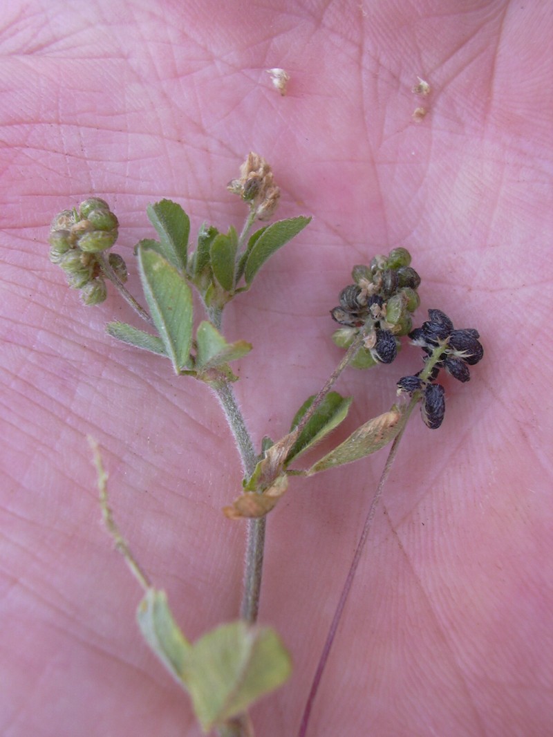Black Medick photo 6