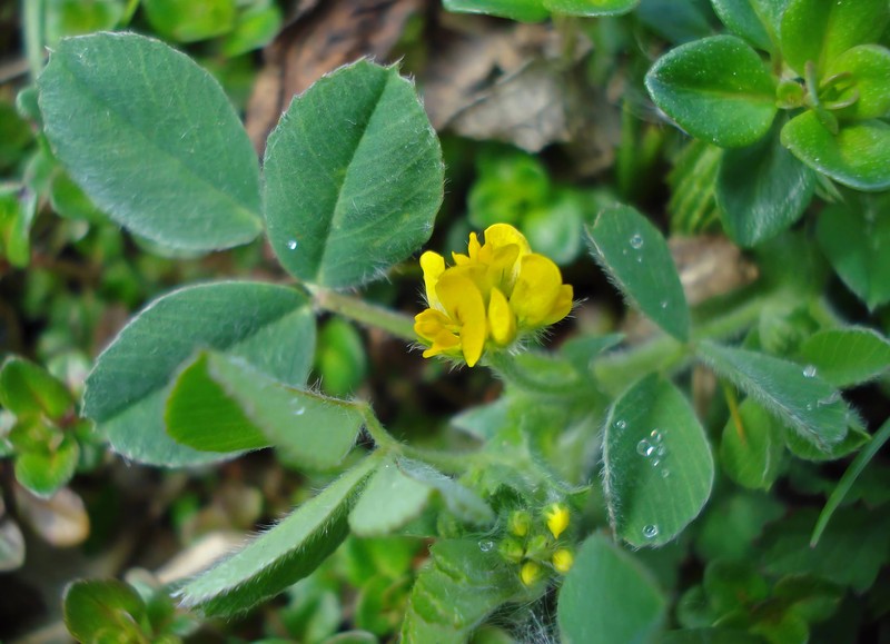 Little Bur-Clover