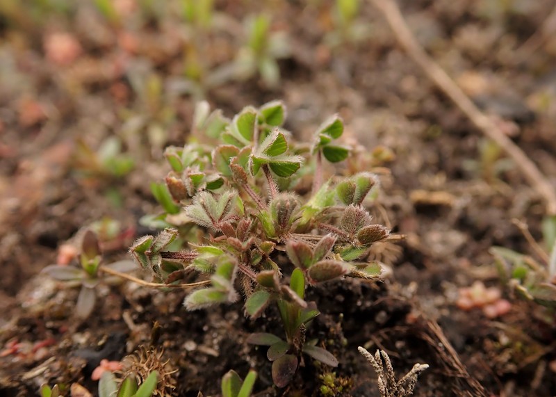 Little Bur-Clover photo 2