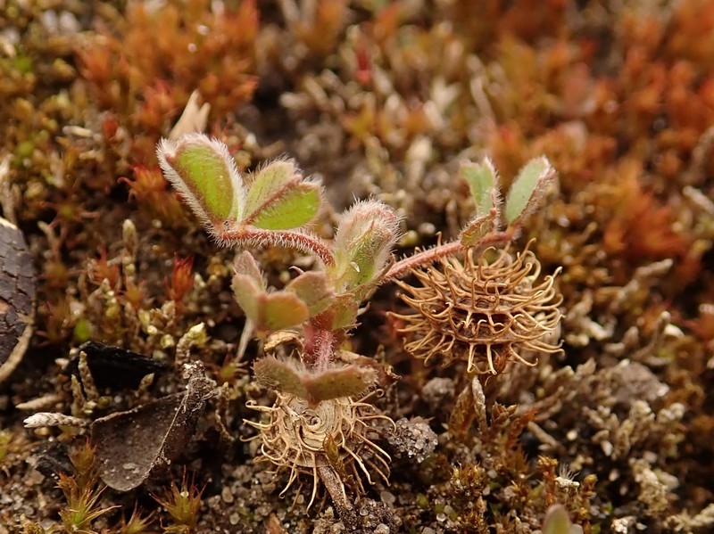 Little Bur-Clover photo 3
