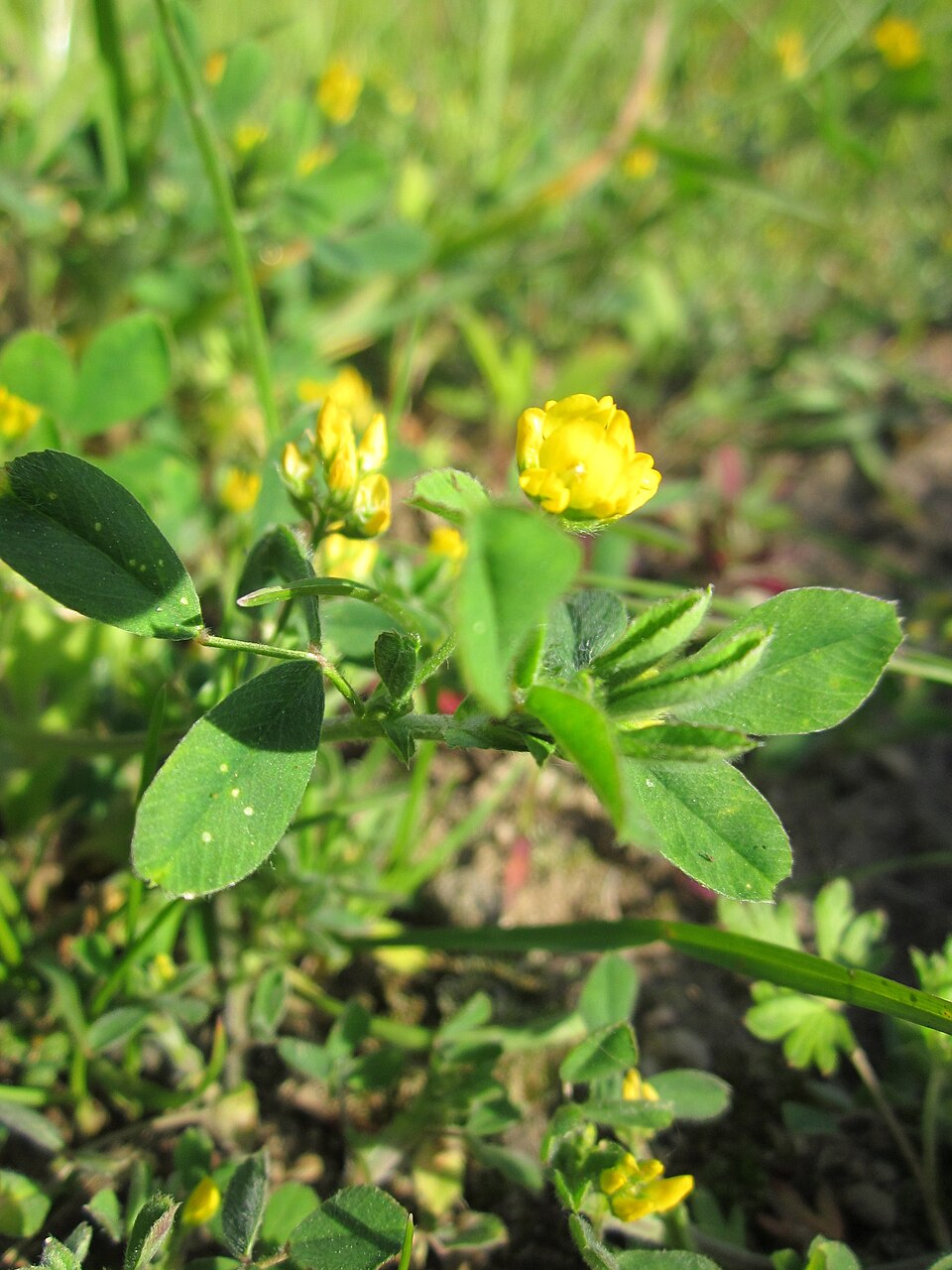 Little Bur-Clover photo 4