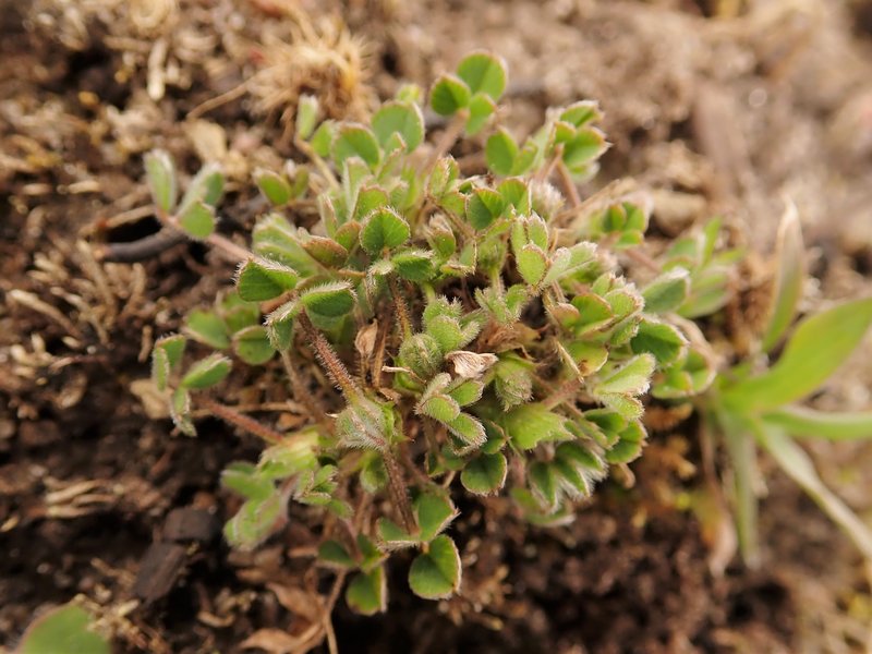 Little Bur-Clover photo 5