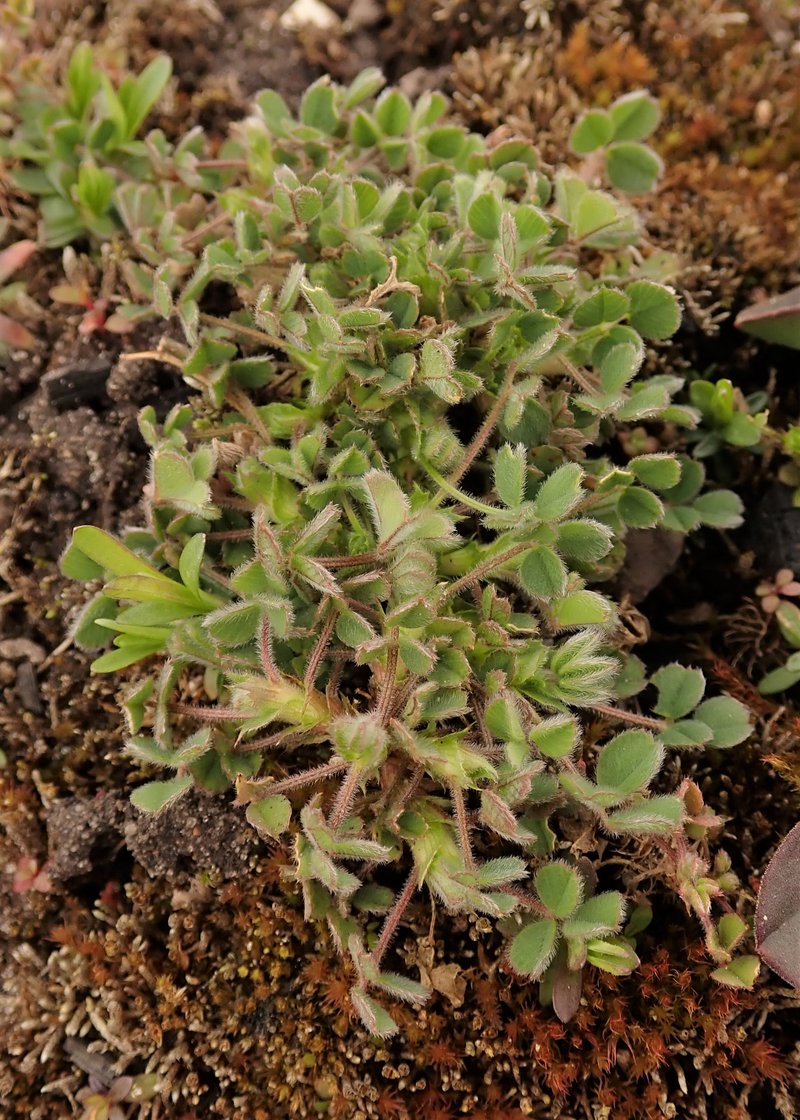 Little Bur-Clover photo 6