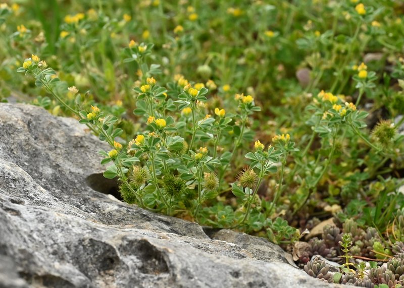 Little Bur-Clover photo 7