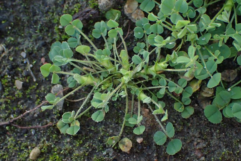 Little Bur-Clover photo 8