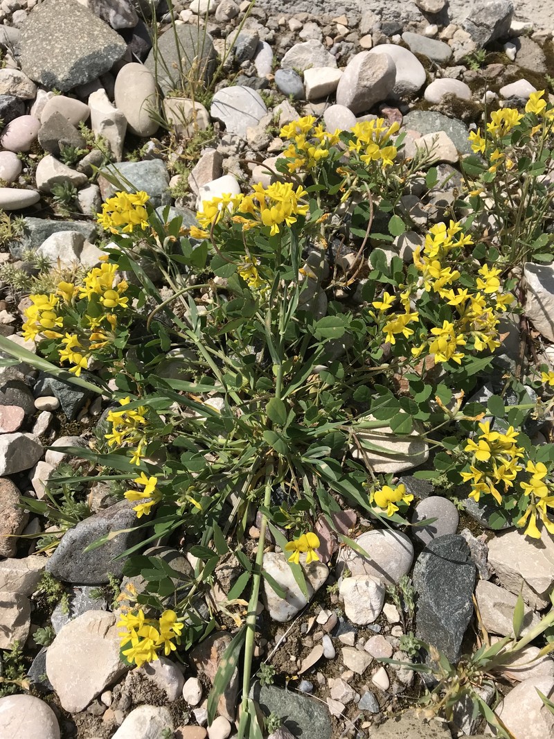 Medick photo 2