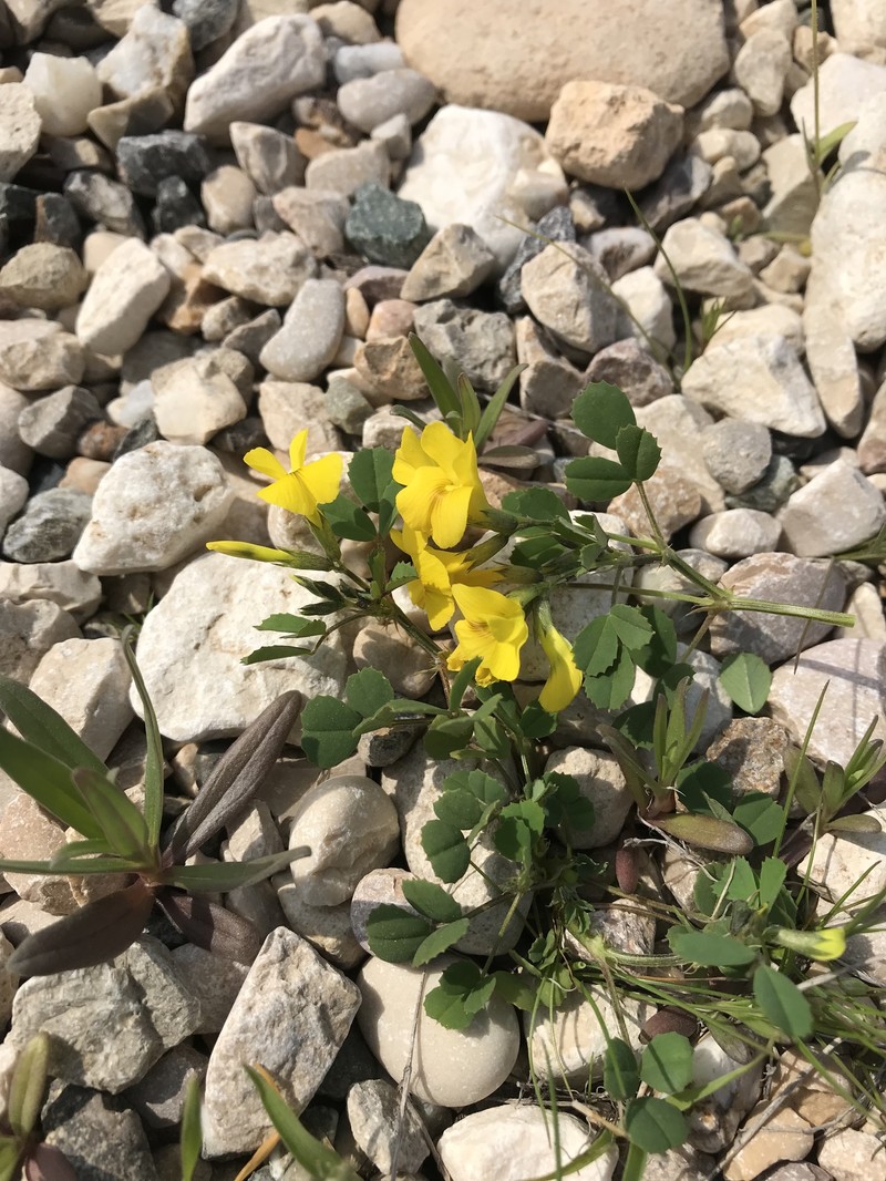 Medick
