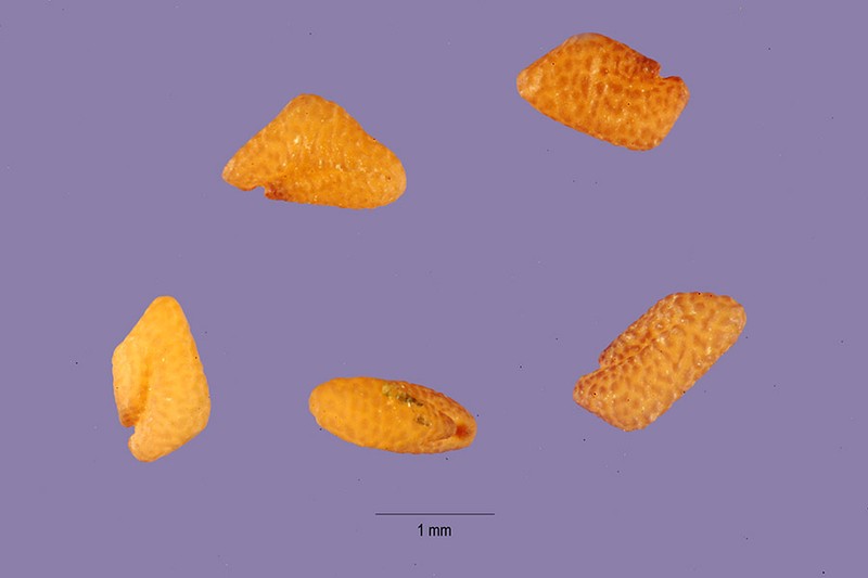 Hairy Medick photo 4