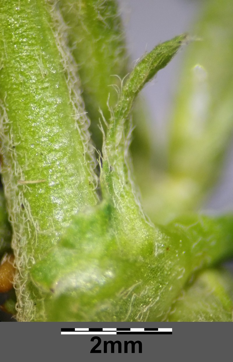Hairy Medick photo 5