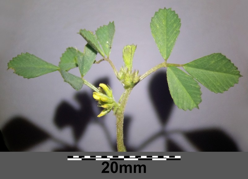 Hairy Medick photo 6