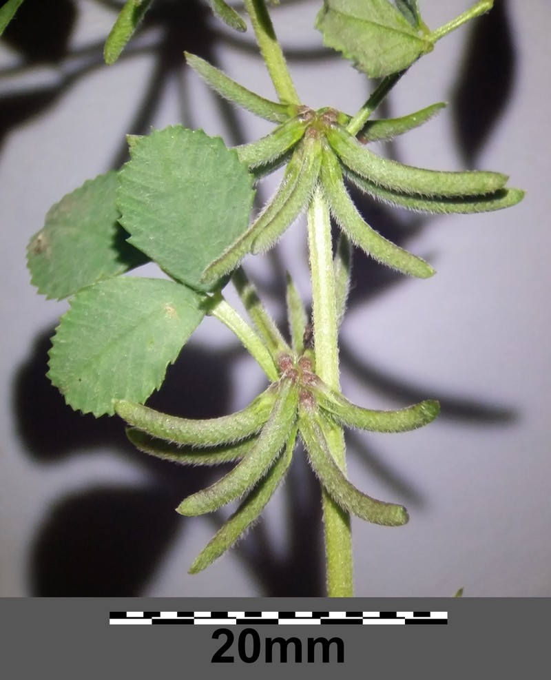 Hairy Medick photo 2