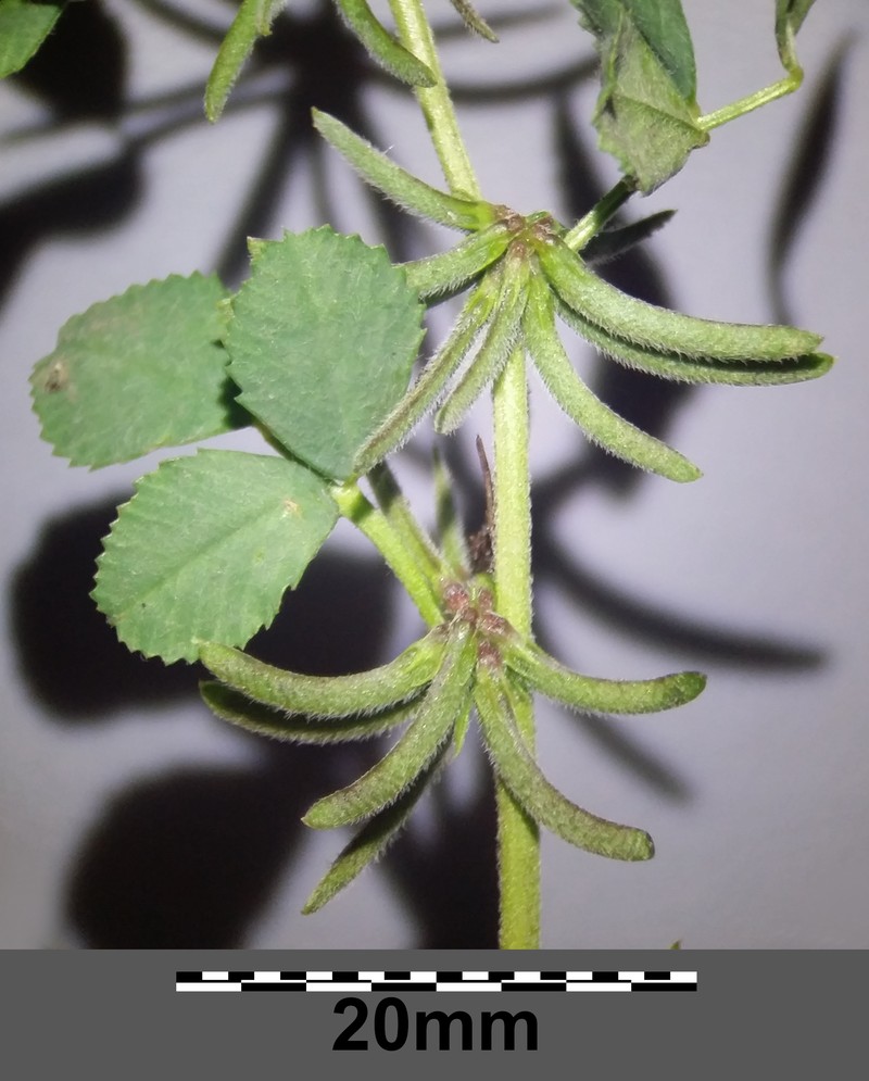 Hairy Medick photo 3