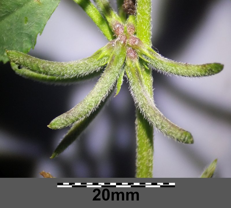Hairy Medick photo 7