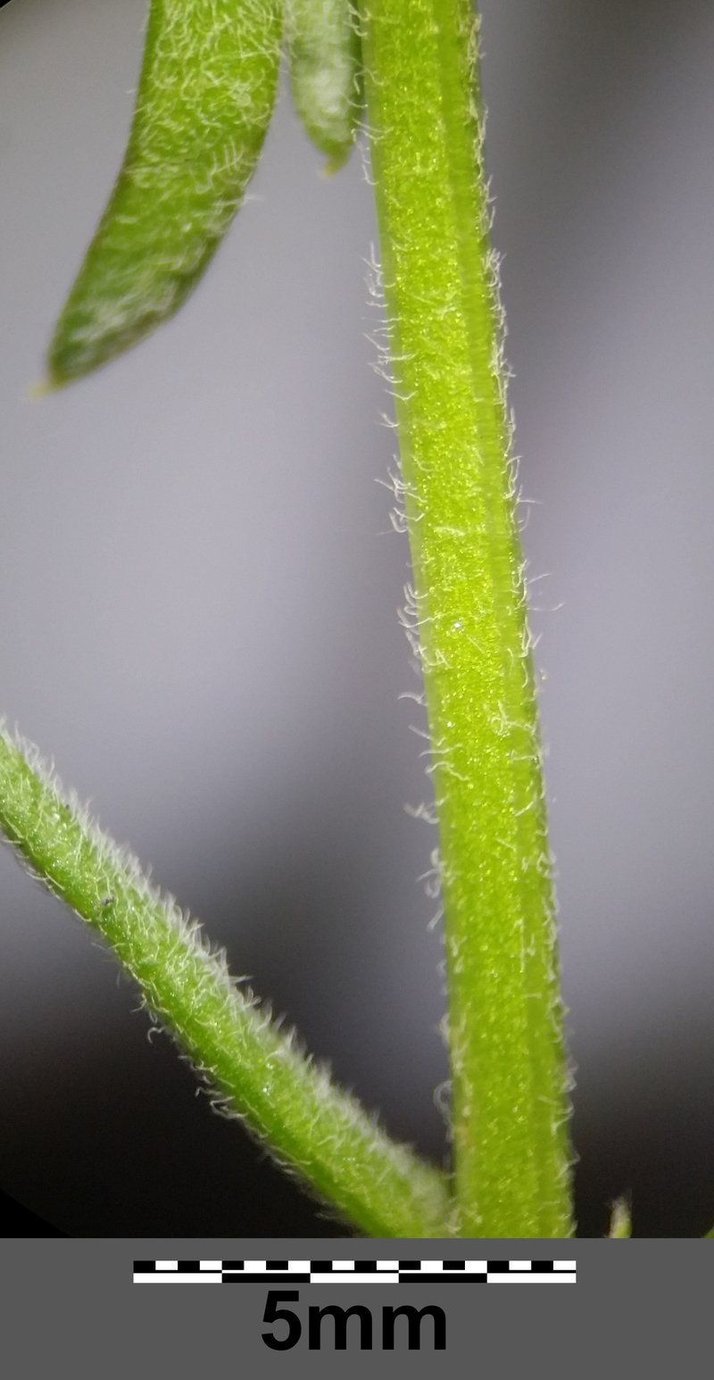 Hairy Medick photo 8
