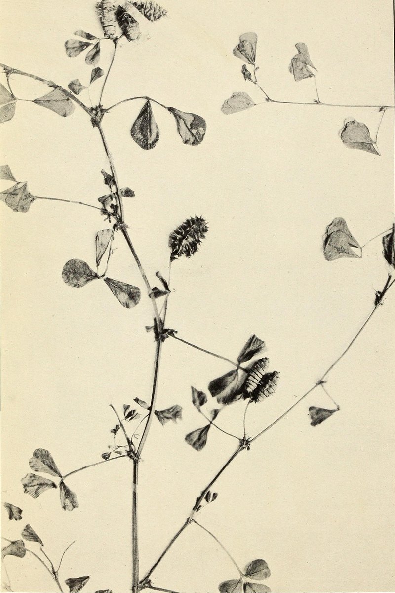 Medicago mure