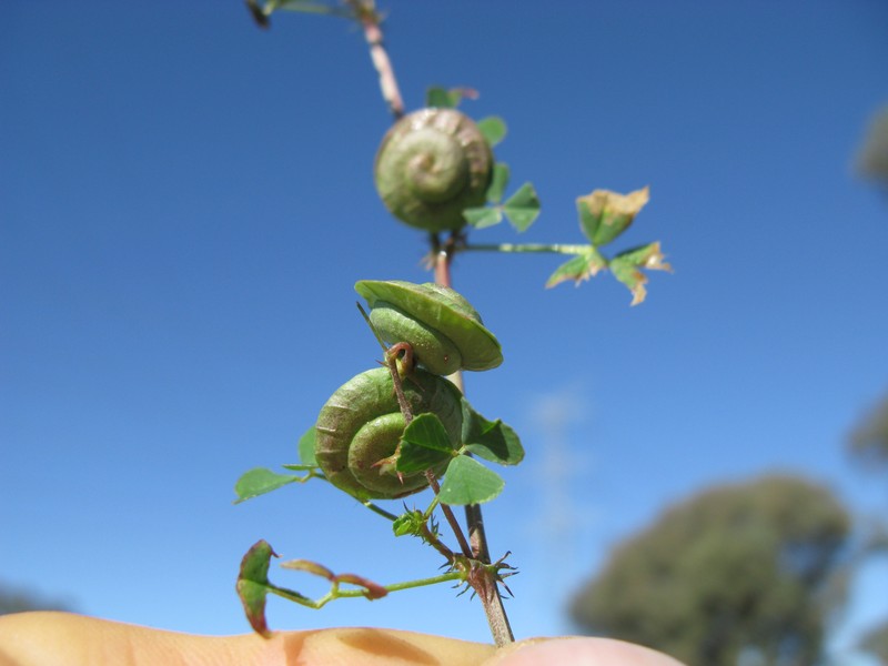 Blackdisk Medick photo 4