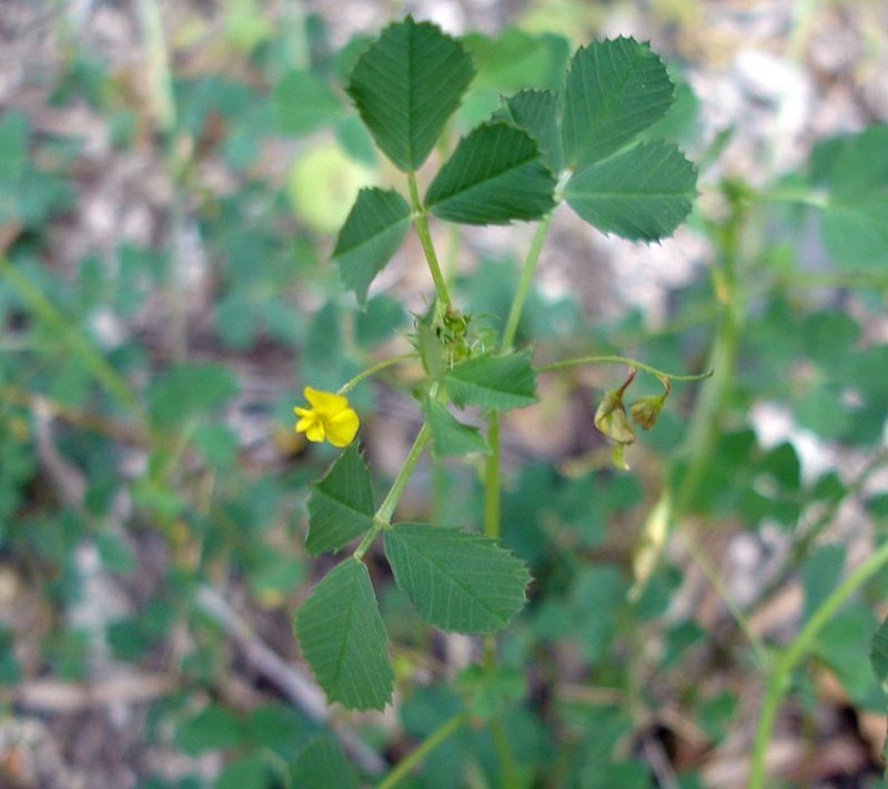 Blackdisk Medick