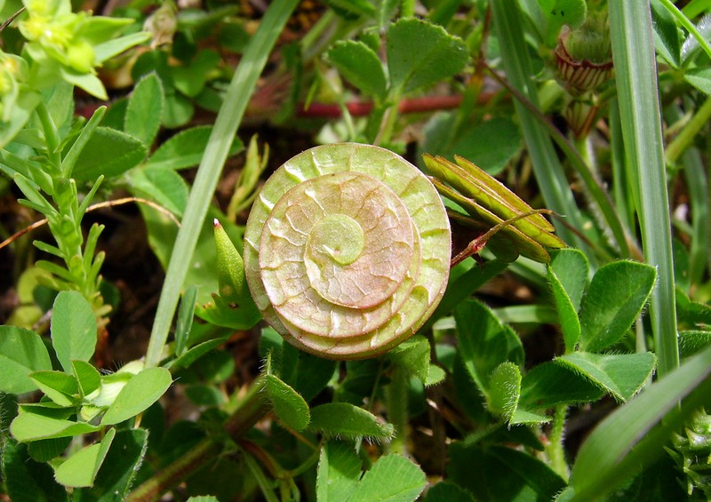 Blackdisk Medick photo 2