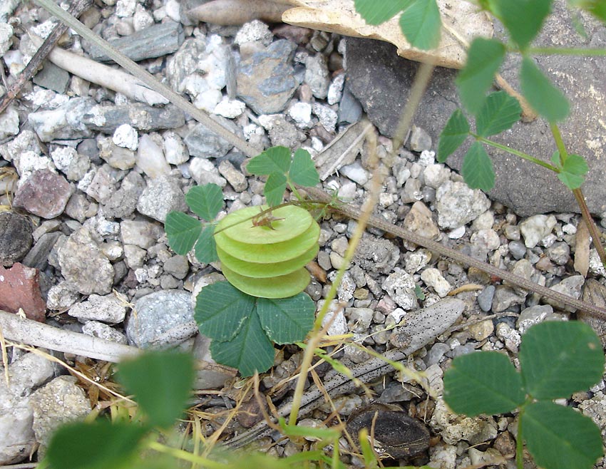 Blackdisk Medick photo 5