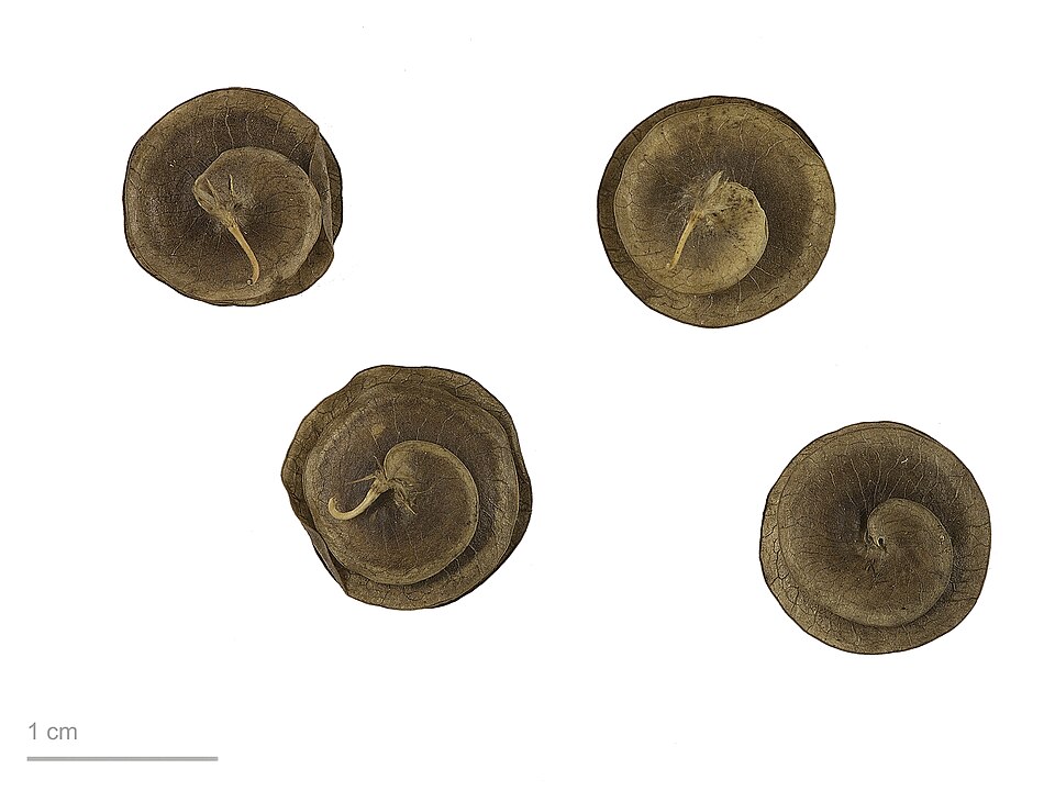 Blackdisk Medick photo 6