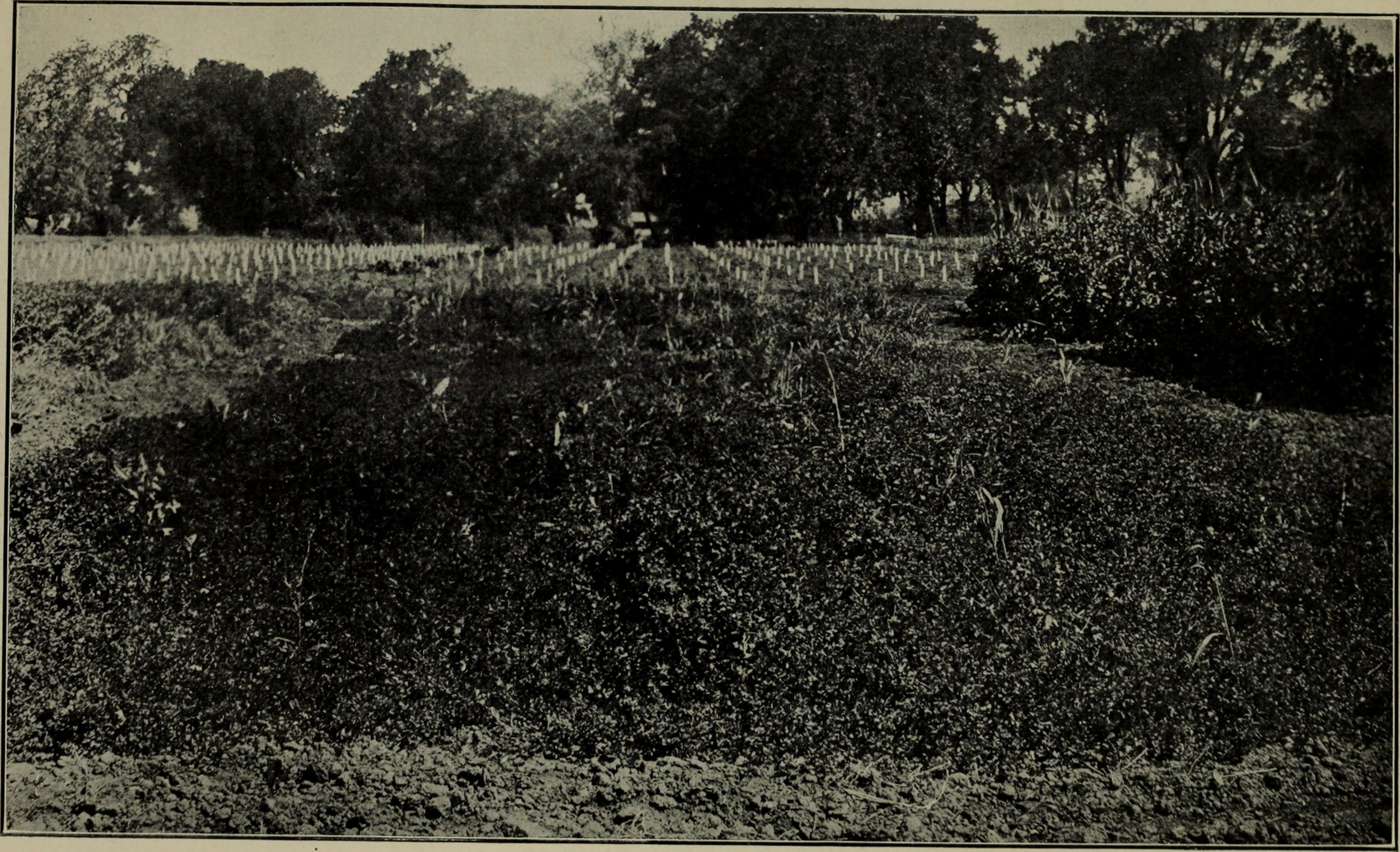 Blackdisk Medick photo 8